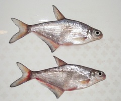 White-Eye Bream photo 4