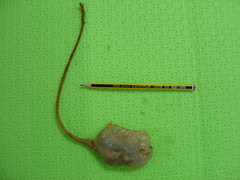Boltenia ovifera