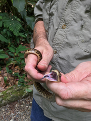 Xenodon rabdocephalus