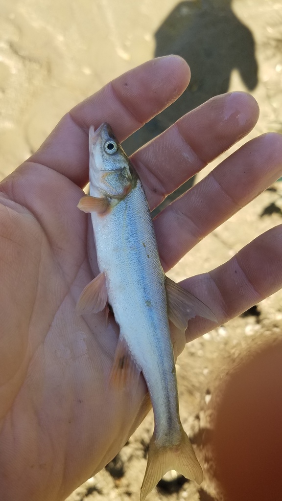 Roundtail Chub from Carbon County, WY, USA on August 10, 2022 at 09:12 ...