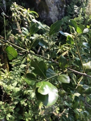 Psydrax obovata elliptica