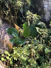 Psydrax obovata elliptica