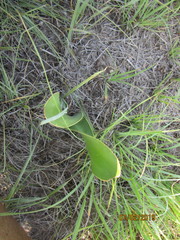 Haemanthus montanus