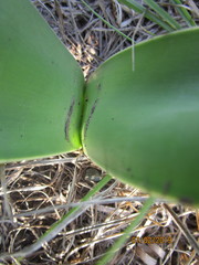 Haemanthus montanus