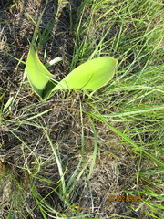 Haemanthus montanus