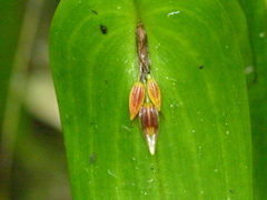 Pleurothallis fossulata