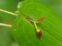 Pleurothallis fossulata