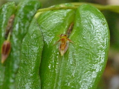 Pleurothallis fossulata