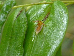 Pleurothallis fossulata