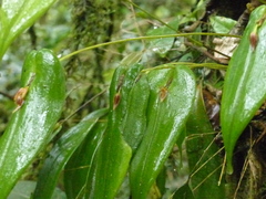 Pleurothallis fossulata
