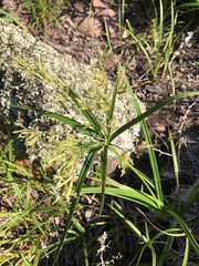 Cyperus leptocladus