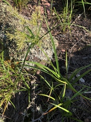 Cyperus leptocladus