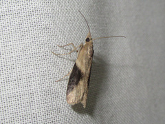Ptyomaxia trigonogramma