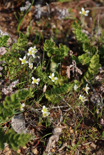 Image of Heliophila namaquana by (c) Tony Rebelo, some rights reserved (CC BY-SA)