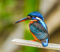 Blue-Eared Kingfisher photo 2