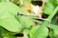 Agriocnemis lacteola