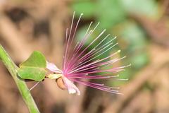 Capparis zeylanica