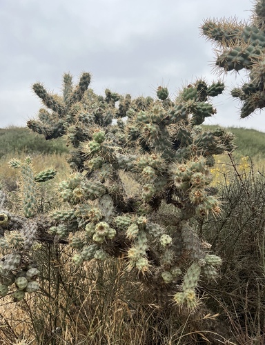 Coast Cholla