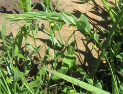 Phyllanthus glaucophyllus