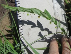 Phyllanthus glaucophyllus