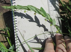 Phyllanthus glaucophyllus