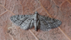 Eupithecia boryata