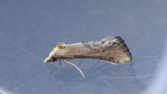 Cochylimorpha decolorella