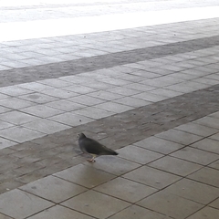 Columba livia domestica
