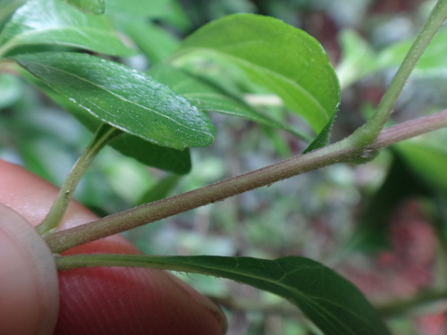 Image of Premna microphylla by (c) 呂一起(Lu i-chi), some rights reserved (CC BY)