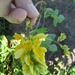 Rhynchosia cooperi - Photo (c) berthapi2, μερικά δικαιώματα διατηρούνται (CC BY-NC), uploaded by berthapi2
