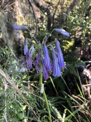 Agapanthus inapertus