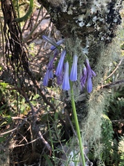 Agapanthus inapertus