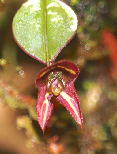 Image of Lepanthes carunculigera by (c) desertnaturalist, some rights reserved (CC BY)