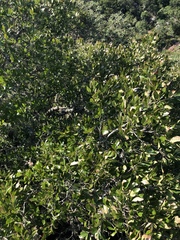 Olinia rochetiana