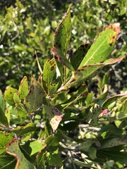 Olinia rochetiana