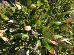Olinia rochetiana