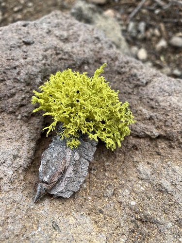 iNaturalist observation photo of Brown-eyed Wolf Lichen