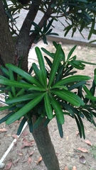 Podocarpus costalis