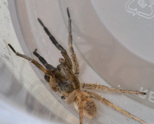 Black-bellied Burrowing Wolf Spider