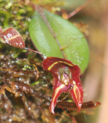 Image of Lepanthes carunculigera by (c) desertnaturalist, some rights reserved (CC BY)
