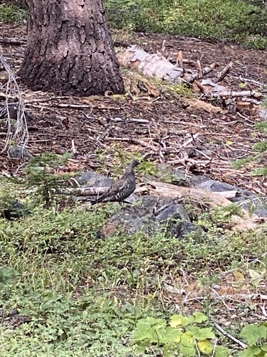 iNaturalist observation photo of Sooty Grouse