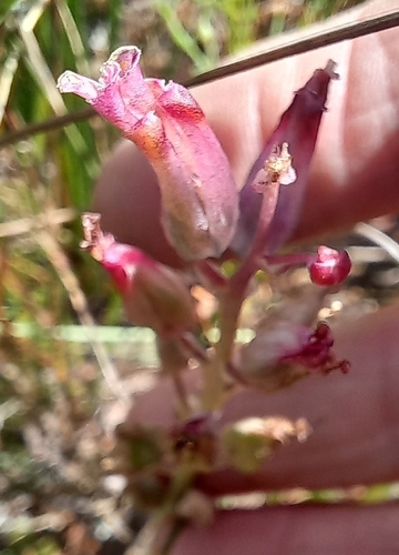 Image of Lachenalia unifolia by (c) Adele SL, some rights reserved (CC BY)