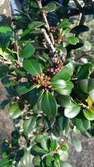 Buxus sinica