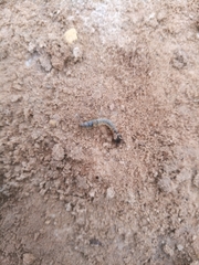 Grammognatha euphratica