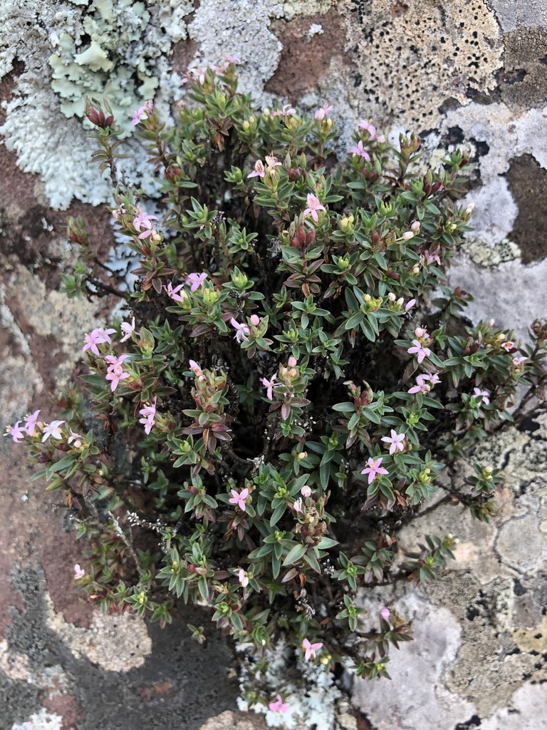 Otiophora calycophylla