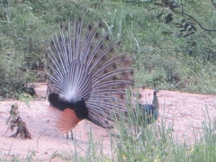 Pavo muticus