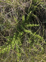 Myrothamnus flabellifolius