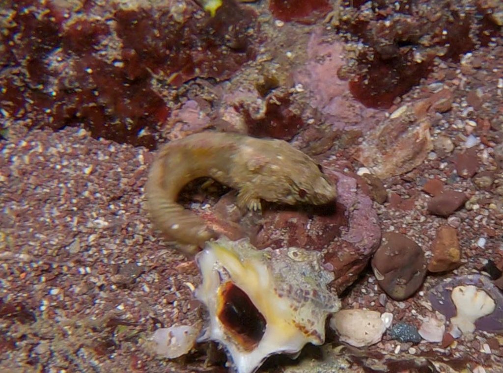 Mexican blenny (Paraclinus mexicanus) — Labrisomidae