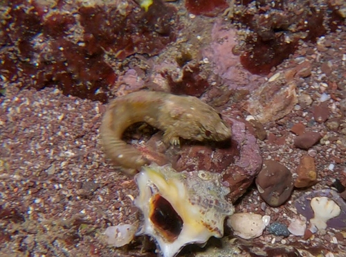Mexican blenny (Paraclinus mexicanus) — Labrisomidae