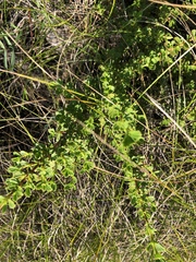Myrothamnus flabellifolius